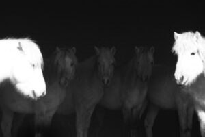 Wang Zhengping: Mongolian Horse in North Wind Wang Zhengping: Mongolian Horse in North Wind